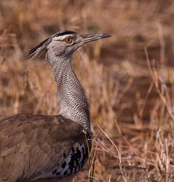Bustard-Kori_Letaba_Oct_