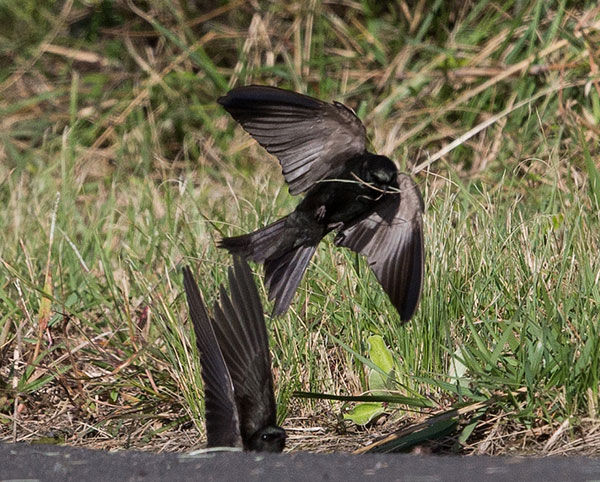 Saw-wing-Black_St-Lucia_East-S_July_