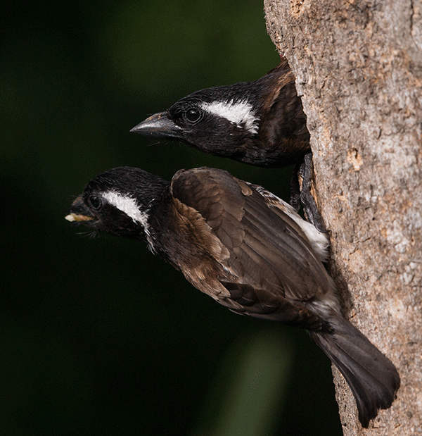 Barbet White eared_Umtentweni_Nov