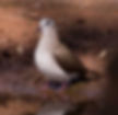 Dove-Tambourine_fem_BManzi_KZN_July