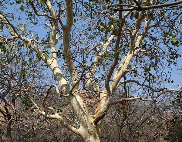 Ficus-Ablutilifolia2_Large-leaf-rock-fig_63_0042