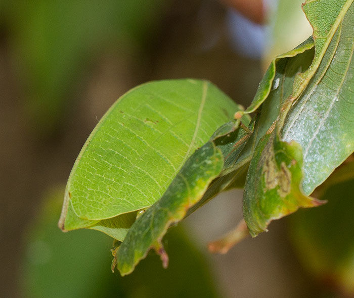 Katydid-Leaf_Eurycorypha_Umtentweni_May_IMG_1638w-copy