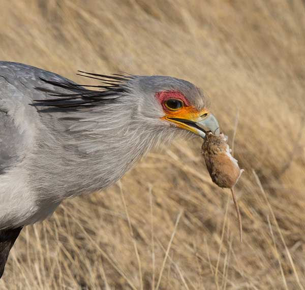 Secrtretarybird_TweeR_Sept_2021_9Z4A1290-copy