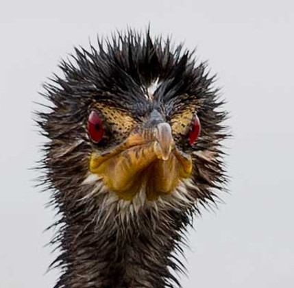 Cormorant-Reed_Wilderness_March_9Z4A8122