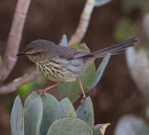 Prinia-Karoo-maculosa_Langebaan_Feb-M_BT