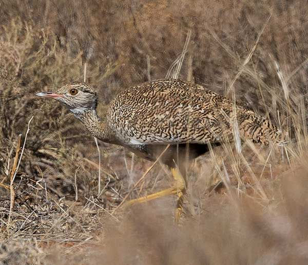 Korhaan-Northern-black_afraoides_