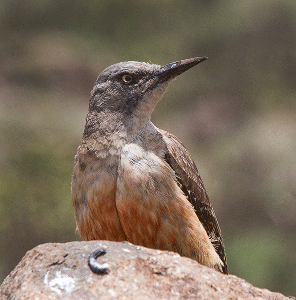 Woodpecker-Ground_Sani-Top_Nov_