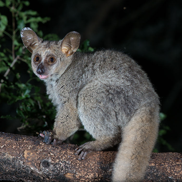 Bushbaby-Thick tailed_Mkuze_March_9Z4A7897-copy