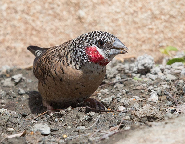 Finch-Cut-throat_contigua_