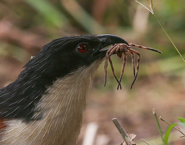 Coucal Burchells_Tweni_13 March_ 2025_BT0T8536 copy