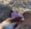 Vulture-Hooded_Kr-Pk_June