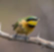 Bee-Eater-little_Maun_Sept
