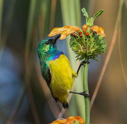 Sunbird-Collared-male_Tweni_March_2021_9Z4A4411-copy.jpg