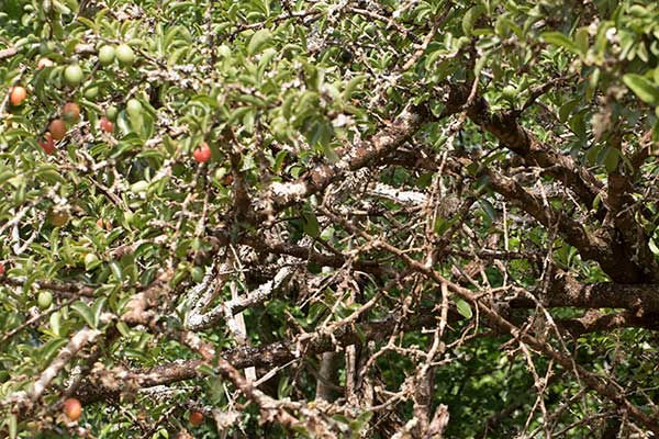 Sourplum-ximenia-caffra-nengen_-Dec_--0Q7A1629-2