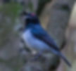 Wattleye-Black-throated_St-Lucia_July