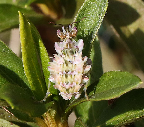 Eyed flower Mantid_Psuedocreobotra wahlberli _Tweni_13 May_Tweni0Q7A1497 copy