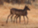 Impala-Black_My-B-Camp-Bela-Bela_Oct9Z4A