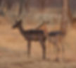 Impala-Black_My-B-Camp-Bela-Bela_Oct9Z4A