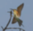 Bee-Eater-Olive-alternans_Kunene-Riv-Ldge_Nam_Sept_