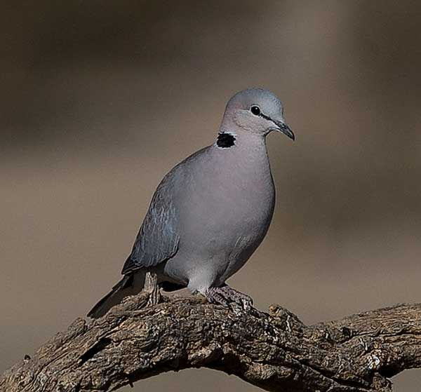 Dove-Cape-turtle_damarensis_Kala