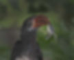 Hornbill-Crowned-male_Pt-Shep_Jan