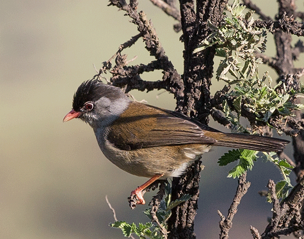 Bush-Blackcap_Sani-Pass_Nov