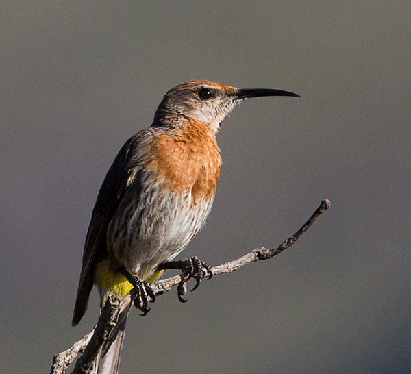 Sugarbird-Gurney's_Sani-Pass_Nov