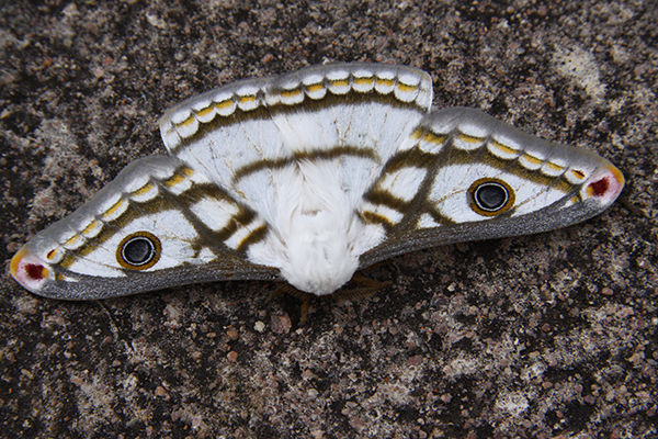 Emperor_ Grey bordered marbled_heniocha marnois_Tweni_Feb 2018_IMG_8247