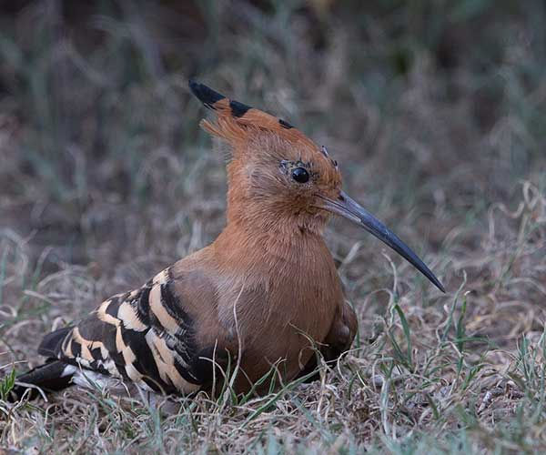 Hoopoe-African_Bontebok_March-M_