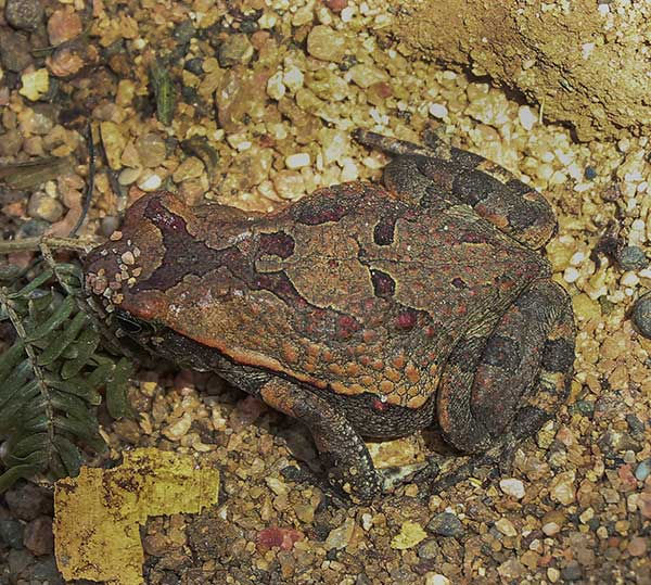 Toad-Guttural_Amietophynus-gutturalis_Forest_Aug-2024_0Q7A9433-copy