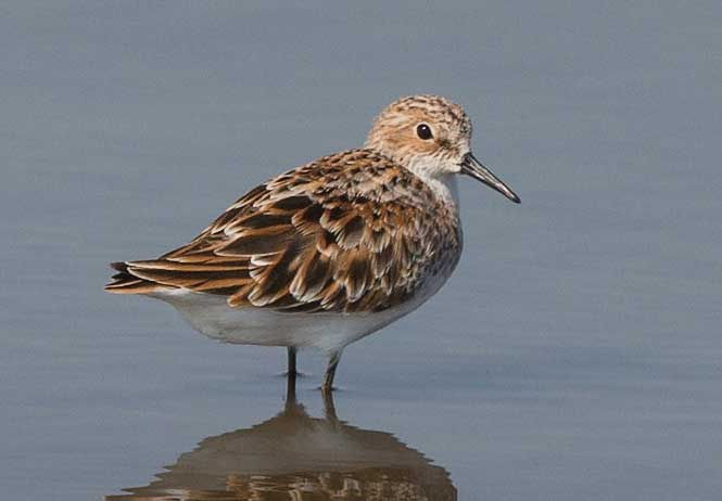 Stint-Little-bre-colours_Sunset-Dam-KNP_April_