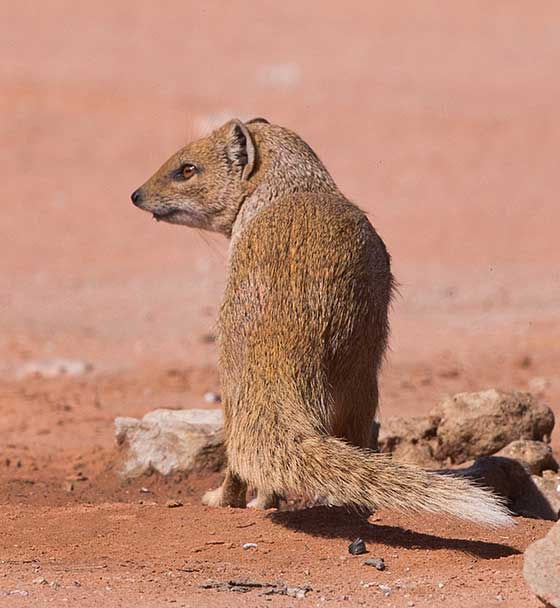 Mongoose-Yellow_Tweerivr-Kala_Oct-2021_--BT0T9723-copy