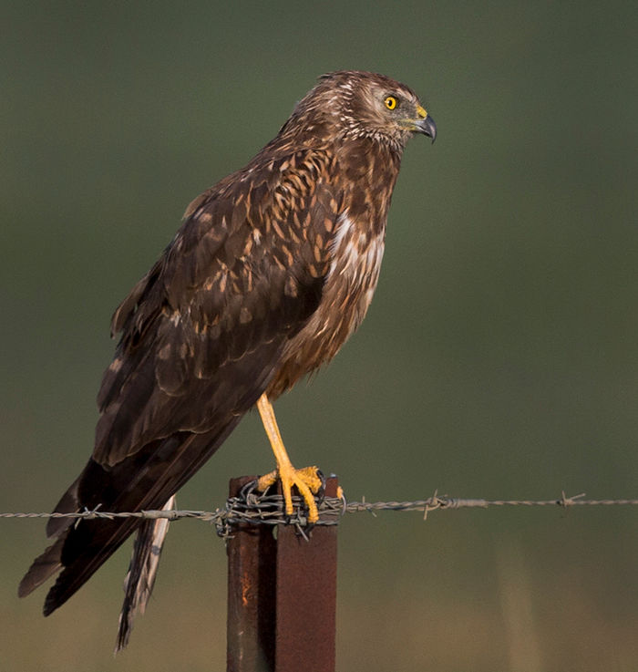 Harrier African marsh _fem_Wakkerstr