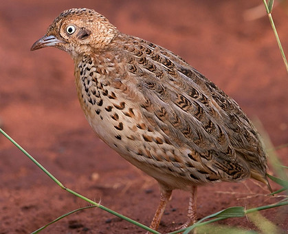 Buttonquail-Common_Mkuze_Feb_--9Z4A9492-