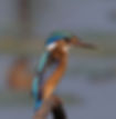 Kingfisher-Malachite-juv_longirostris_Sept