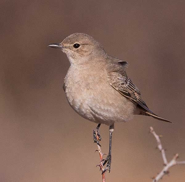 Chat-Flycatcher_Tweeriv-Kala_2021_BT0T9696-copy