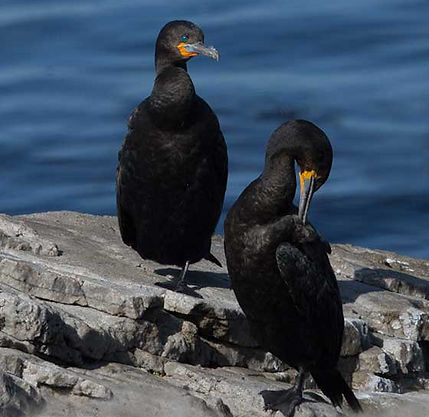Cormorant-Cape_Bettys-Bay_March-M_9Z4A68