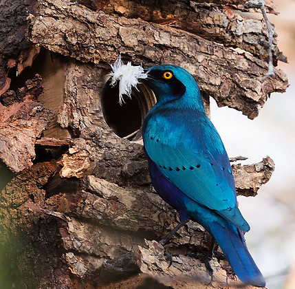 Starling-Cape-glossy_phoenicopterus_Croc