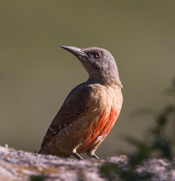 Woodpecker-Ground_Sani-Top_Nov_