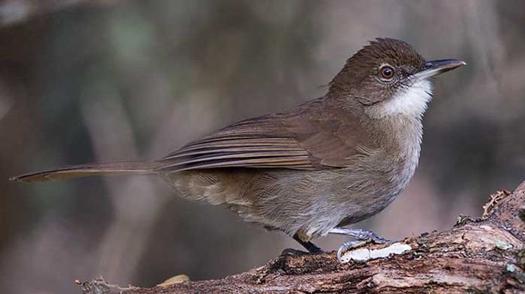 Brownbull-Terrestrial_-terrestris_Lake-E