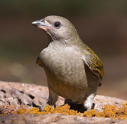 Honeyguiide-Lesser_Sea-Park-Lkzn_June__B