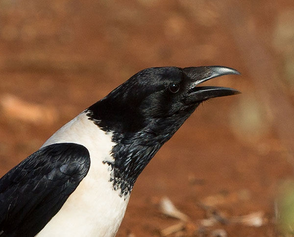 Crow-Pied_Pongola_June