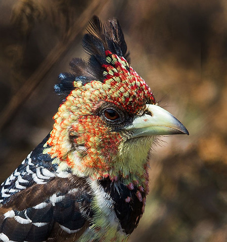 Barbet-Crested-vaillantii_Umfolozi_Aug_-