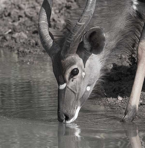 Nyala_Mkuse_June_2021_9Z4A9864-copy