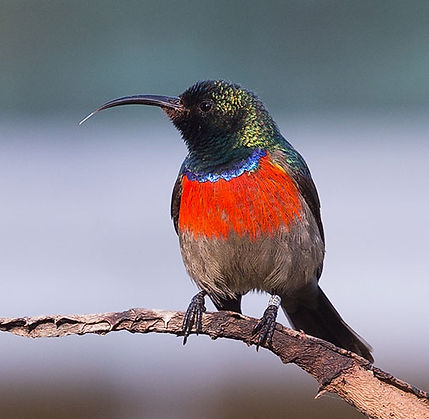Sunbird-Greater-double-collared_Oribi_July-BT0T6639-copy-copy.jpg