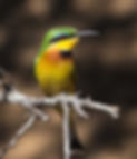 Beeeater-Little-meridionalis_Mkuze_July9Z4A7463-copy.jpg
