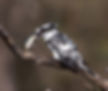 Kingfisher-Pied_Maun-Bots_Sept