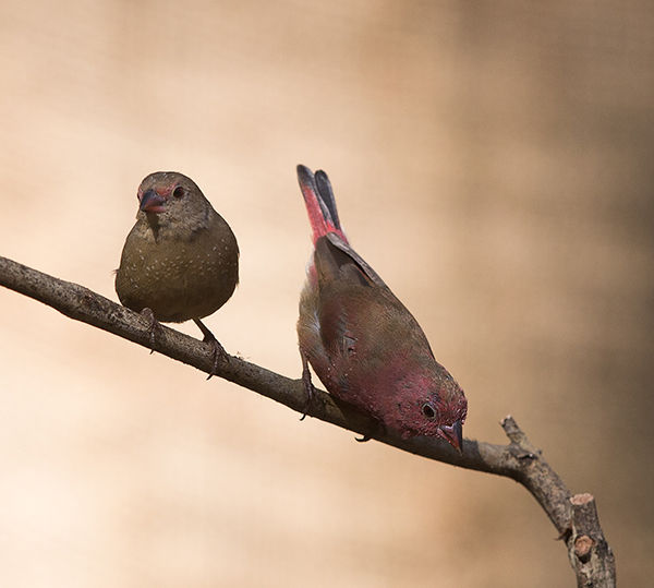 Firefinch Red Billed_Tweni_Oct 2025_ 9Z4A0543 copy