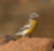 Bunting-Golden-breasted_-My-Bush-Camp_Be