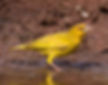 Weaver-Yellow_tongensis_Mkuze_July